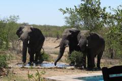 1_ollies-in-de-tuin-_n