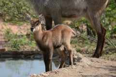 baby-5