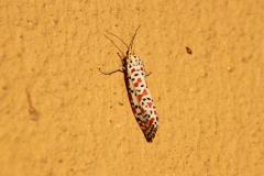 bug-IMG_9900