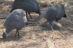 guinea-helmeted-guineafowl-IMG_2238