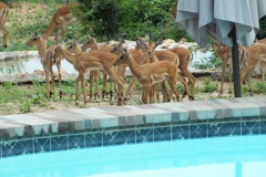 pool-view-4a-impala-at-the-pool-DSCF9724