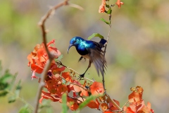 vogel-1MG_5127_DxOLR