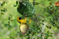 vogel-bird_weaver_IMG_2343