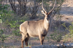 waterbok bij drinkplaats_n