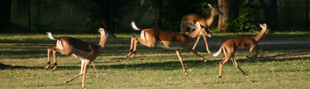 Umoja Kruger BushVilla