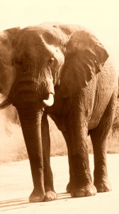 cropped-IMG_5241-001.jpg