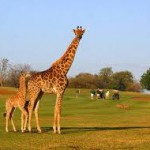 giraffe