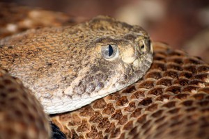 reptile-center2